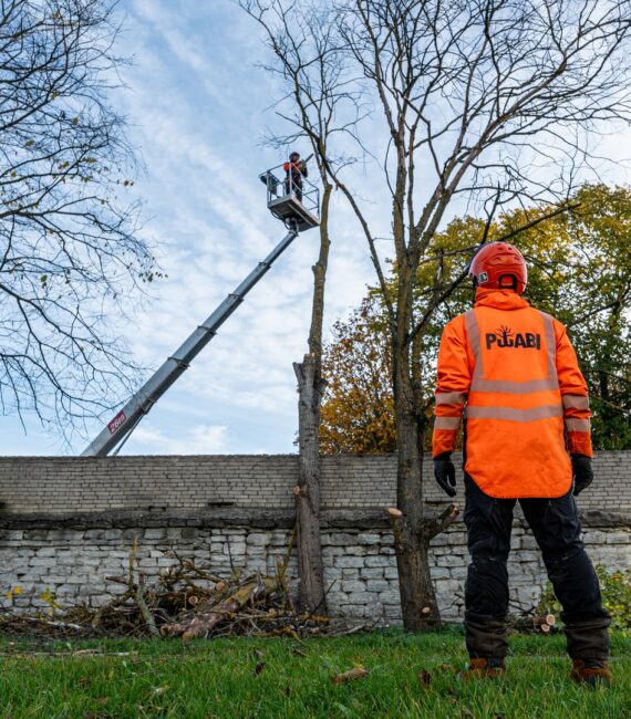 Puuabi arborist